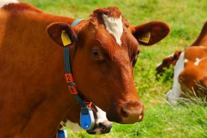 Reducir emisiones del ganado vacuno