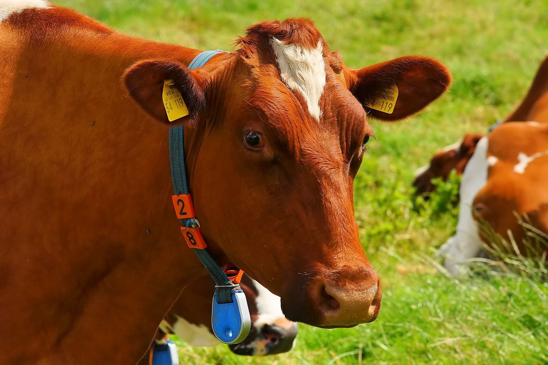 Lee más sobre el artículo Reducir emisiones del ganado vacuno